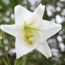 ขอไม้เรียวอันหนึ่ง