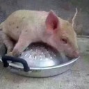 สมาชิกหมายเลข 1228872