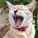 ล้มช้าง