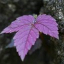 สมาชิกหมายเลข 3166981