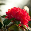 สมาชิกหมายเลข 833177