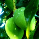 มะม่วงสดแช่อิ่ม