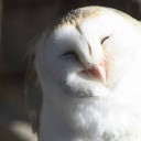 Jamaican Blue Mountain