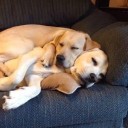 สมาชิกหมายเลข 2081583