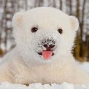 สมาชิกหมายเลข 2866652