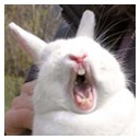 ปุ๊กก้า