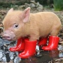 สมาชิกหมายเลข 1230846