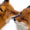 สมาชิกหมายเลข 1896272