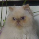 สมาชิกหมายเลข 1653285