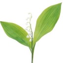 สมาชิกหมายเลข 730588