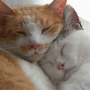 สมาชิกหมายเลข 835596