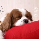 สมาชิกหมายเลข 835705