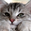 สมาชิกหมายเลข 2868572