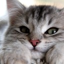 สมาชิกหมายเลข 2517258