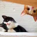 สมาชิกหมายเลข 1755620