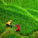 สมาชิกหมายเลข 1654697