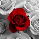 สมาชิกหมายเลข 1160530