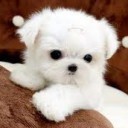 ขวัญใจซูโม่