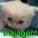 thaiagent