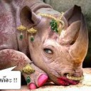 สมาชิกหมายเลข 1445624