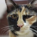 บ๊อบ ซะงั้น