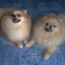 หน่อมเน้ม