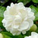 สมาชิกหมายเลข 797803