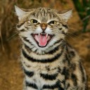 สมาชิกหมายเลข 838120