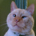 ถึงหลอกก็ยังรัก