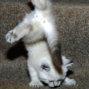 สมาชิกหมายเลข 2085545