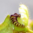 ปีกน้ำค้าง