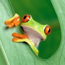 กบต่างดาว