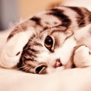 สมาชิกหมายเลข 1126059