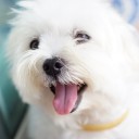 สมาย นายหมายิ้ม