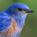BlueSparrow
