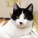 ปลุกความเป็นแมวในตัวคุณ