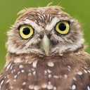 สมาชิกหมายเลข 1732488