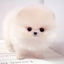 สมาชิกหมายเลข 3309795