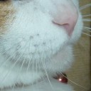 จ๊างน้อย