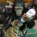 สมาชิกหมายเลข 840239