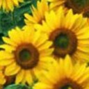 อมยิ้มพริ้มเพรา