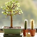 สมาชิกหมายเลข 736366