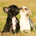 น้องรัก ขอรักน้อง