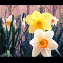 ต้นหญ้าสีขาว