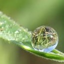 น้ำใสบนใบไม้