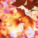 สมาชิกหมายเลข 1239313