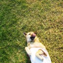 หลังคาRoofDog