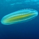 Comb-jelly