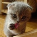 แมวซึนNyo~