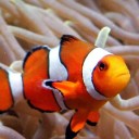 สมาชิกหมายเลข 1240086